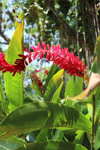 Fasserfälle Natur Tropische Blume Jamaika