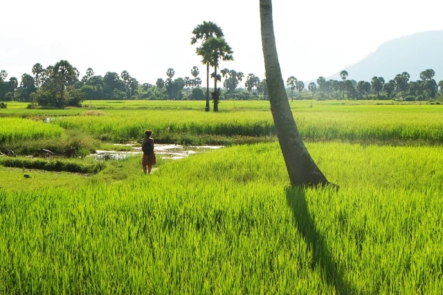 Kambodscha Reisfelder