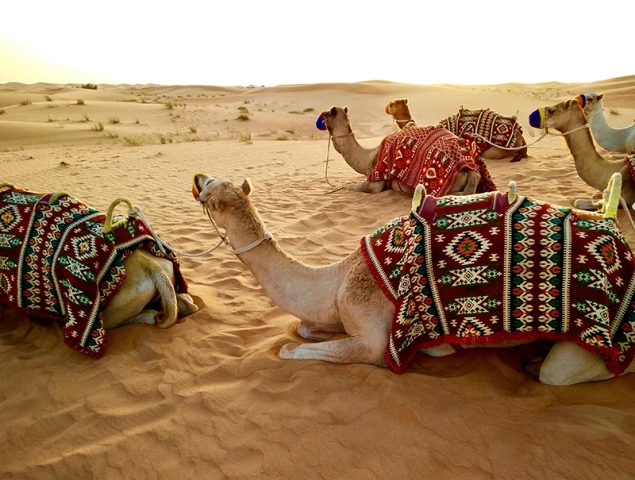 Kamelreiten Wüstensafari Dubai