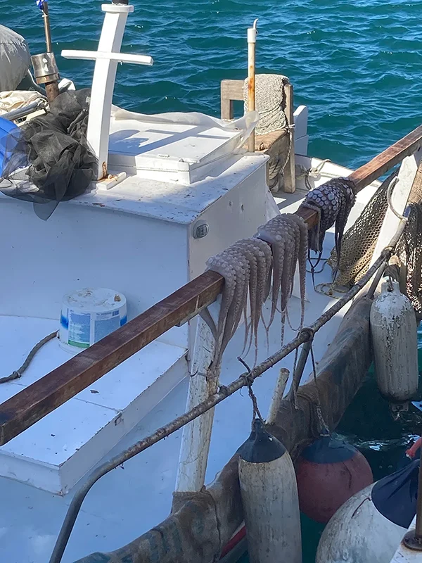 Paros Griechenland Naoussa Fischer Tintenfisch