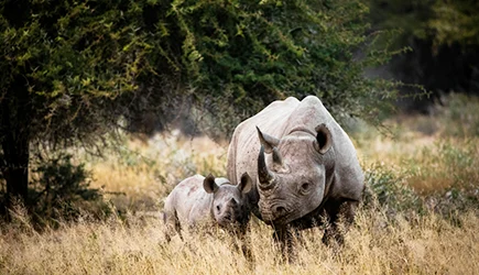 Südafrika Safari und Rundreise die besten und beliebtesten Ferien und Reisedestinationen der Schweizer webook.ch Online Reisebüro