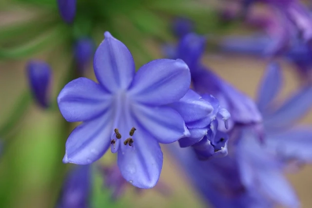 Azoren Sao Miguel 10. botanischer Garten