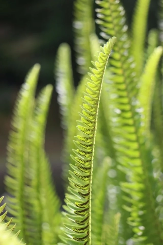 Azoren Sao Miguel 11. botanischer Garten 2