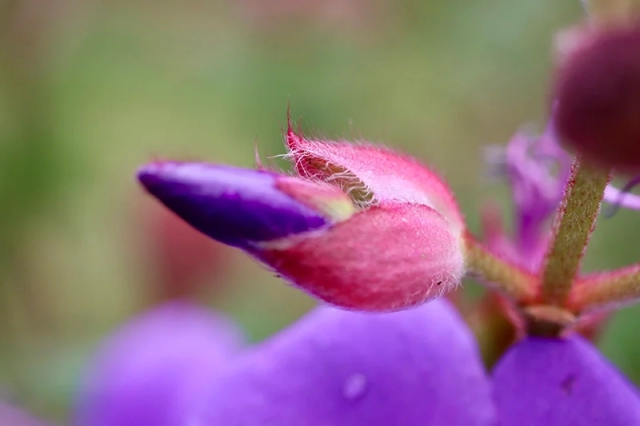 Azoren Sao Miguel 12. botanischer Garten 3