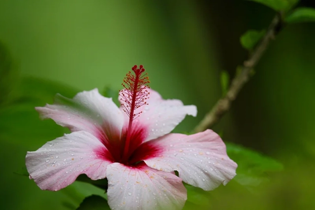 Azoren Sao Miguel 13. botanischer Garten 4