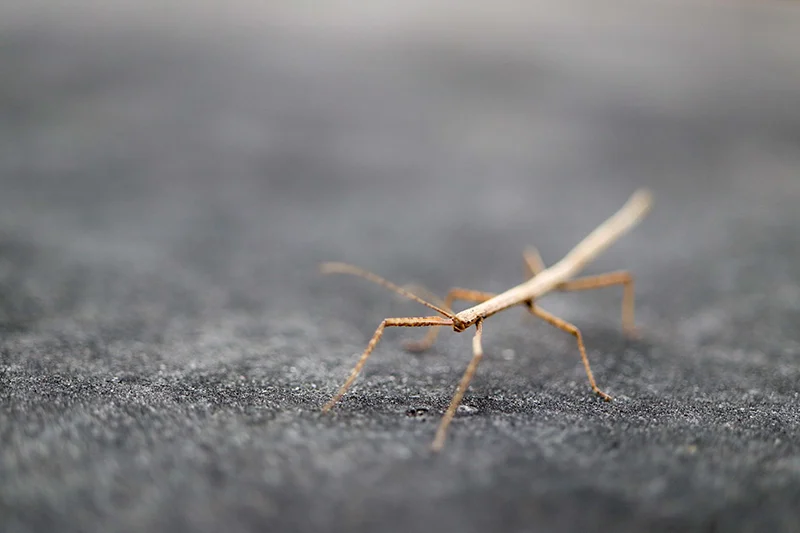 Azoren Pico 38 Besucher auf der Terrasse