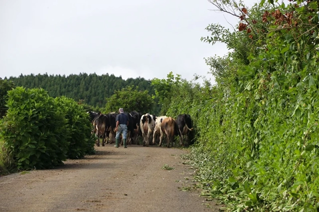 Azoren Sao Miguel 49 Stau Sao Miguel