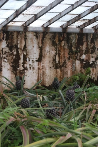 Azoren Sao Miguel 51 Ananas Plantage