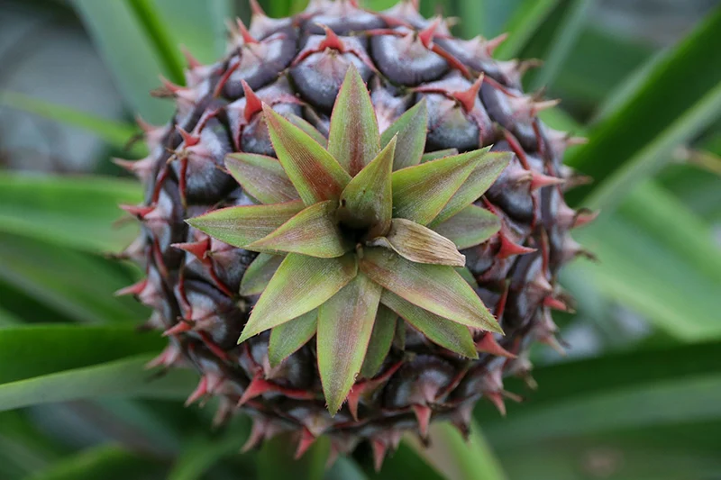 Azoren Sao Miguel 53 Ananas Plantage