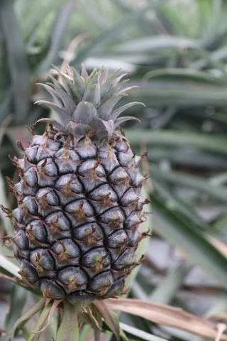 Azoren Sao Miguel 54 Ananas Plantage