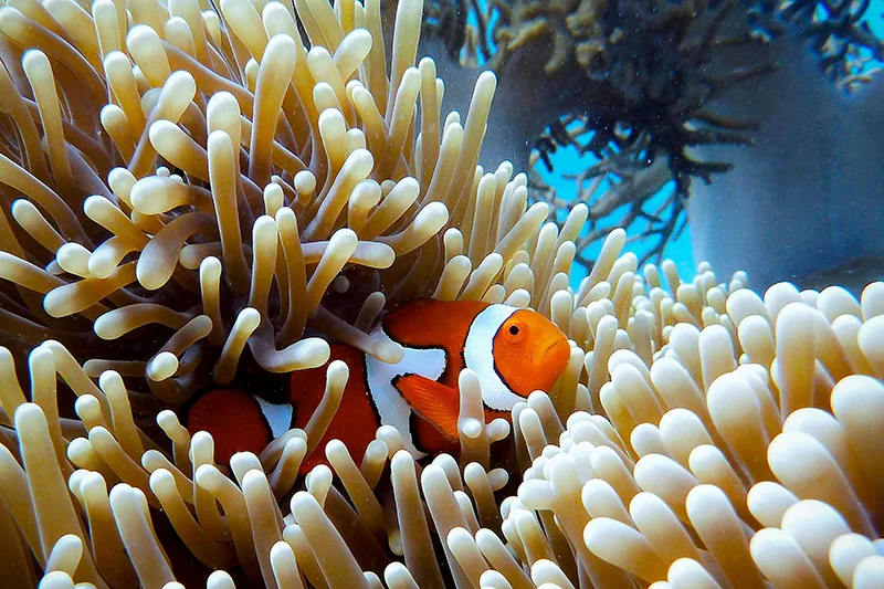 Clownfish Scuba Diving Australien