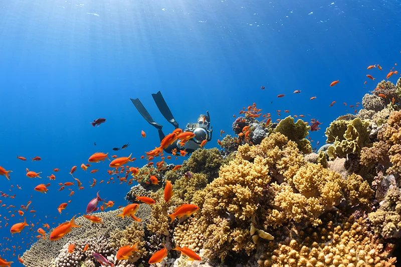 Unterwasserfotografie Reef Korallen Australien