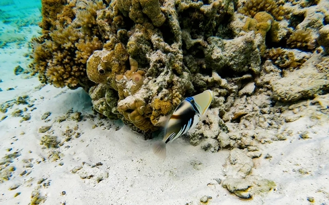 Unterwasserwelt Australien