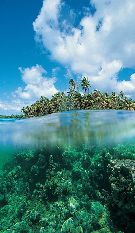 Franzoesisch Polynesie Koralle