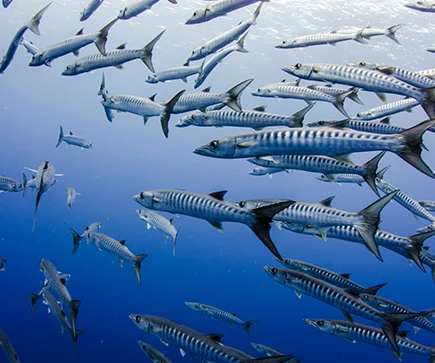 Ozeanien Palau Unterwasserwelt tauchparadies