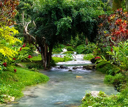 Vanuatu Picknick Nature