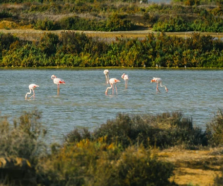 Matalascañas Nationalpark Coto de Doñana,Falmingo, Spanien