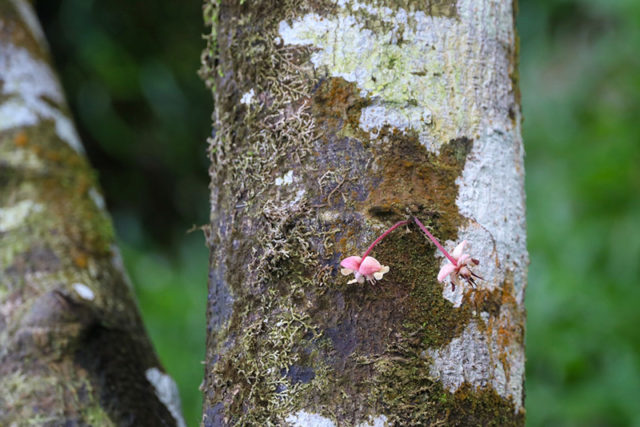 Bohol Chocolate Farm_2
