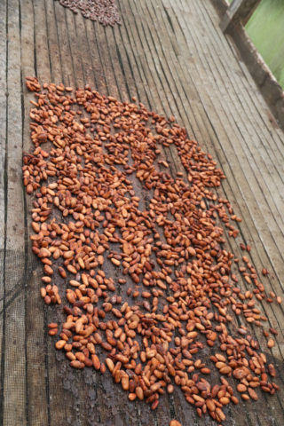 Bohol Chocolate Farm_5