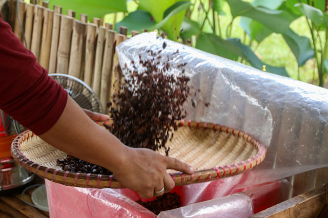 Bohol Chocolate Farm_7