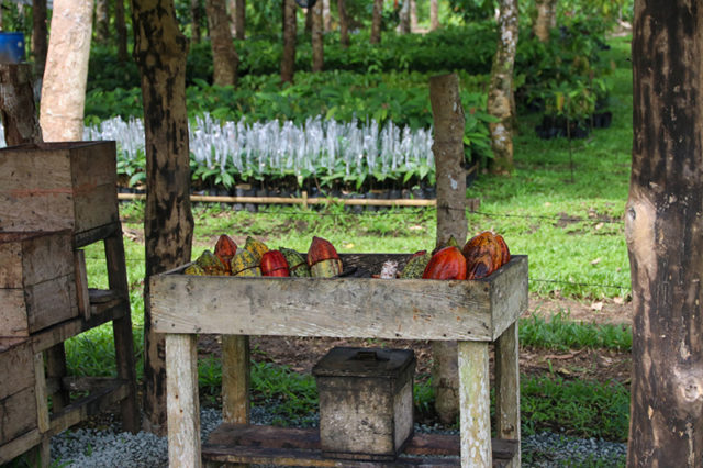 Bohol Chocolate Farm_8
