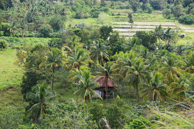 Chocolate Hills
